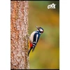 Kép 2/2 - Füzet, tűzött, A4, vonalas, 80 lap, COOL BY VICTORIA "Birds"