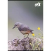 Kép 1/2 - Füzet, tűzött, A4, vonalas, 80 lap, COOL BY VICTORIA "Birds"