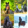 Kép 5/5 - Naptár, fali, CSG "Lovak"