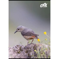Füzet, tűzött, A4, vonalas, 80 lap, COOL BY VICTORIA "Birds"